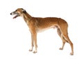 Russian Hortaya borzaya dogÃÂ isolated on a white Royalty Free Stock Photo